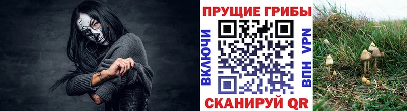 Галлюциногенные грибы Psilocybine cubensis  Шатура 